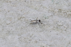 Habroscelimorpha dorsalis saulcyi