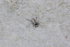 Habroscelimorpha dorsalis saulcyi