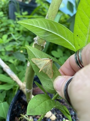 Epicorsia oedipodalis