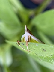 Epicorsia oedipodalis