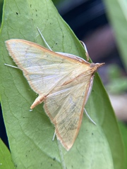 Epicorsia oedipodalis