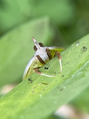 Epicorsia oedipodalis