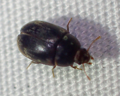 Enneboeus marmoratus