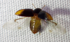 Enneboeus marmoratus