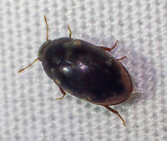 Enneboeus marmoratus