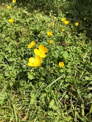 Ranunculus repens