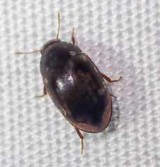 Enneboeus marmoratus