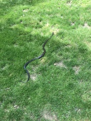 Pantherophis alleghaniensis