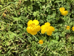 Ranunculus repens
