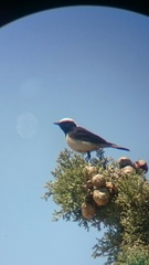 Oenanthe cypriaca