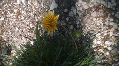 Gazania