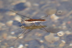 Limnoporus dissortis