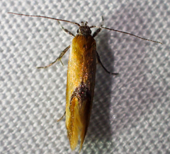 Batia lunaris