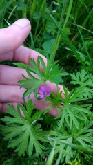 Geranium columbinum
