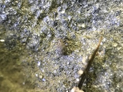 Myosides seriehispidus