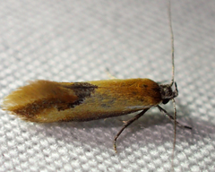 Batia lunaris