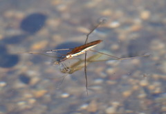Limnoporus dissortis