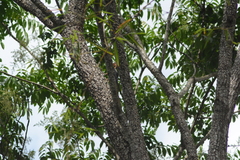 Dryocopus lineatus