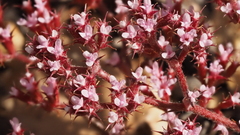 Chorizanthe leptotheca
