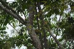 Dryocopus lineatus