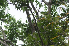 Dryocopus lineatus