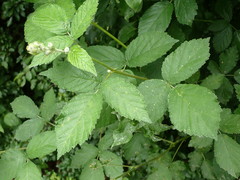 Rubus camptostachys