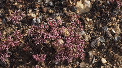 Chorizanthe leptotheca