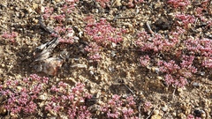 Chorizanthe leptotheca