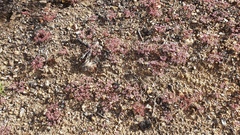 Chorizanthe leptotheca