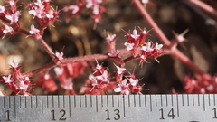 Chorizanthe leptotheca