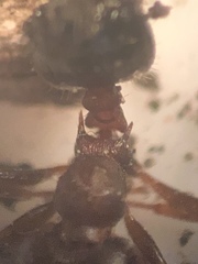 Crematogaster lineolata