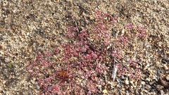 Chorizanthe leptotheca