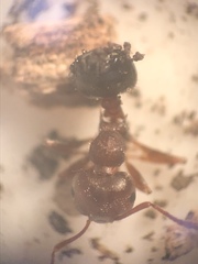 Crematogaster lineolata