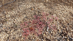 Chorizanthe leptotheca