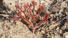 Chorizanthe leptotheca