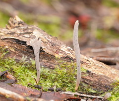 Clavulina tasmanica