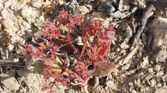 Chorizanthe leptotheca