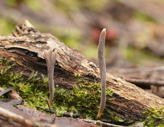Clavulina tasmanica