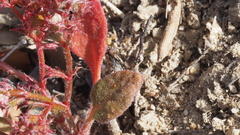 Chorizanthe leptotheca