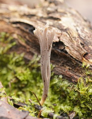 Clavulina tasmanica