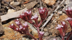 Chorizanthe leptotheca