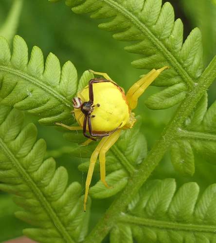 Goldenrod crab spider