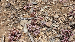 Chorizanthe leptotheca