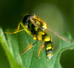 Xanthogramma stackelbergi