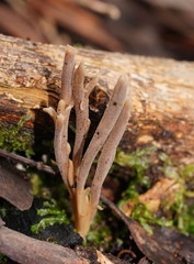 Clavulina tasmanica