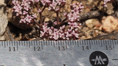 Chorizanthe leptotheca