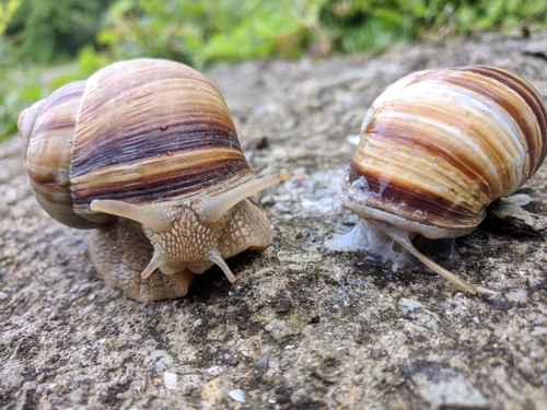 Turkish Snail