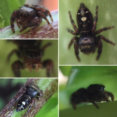 Phidippus audax