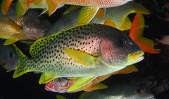 Plectorhinchus gaterinus