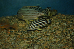 Plectorhinchus gaterinus